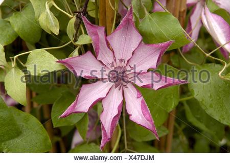 Clematis Omoshiro Stock Photo: 113633597 - Alamy