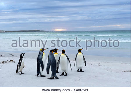 King Penguins (Aptenodytes patagonicus) and a Magellanic Penguin (Spheniscus magellanicus), Volunteer Point