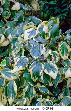 Persian Ivy, Colchis Ivy (Hedera colchica 'Dentata Variegata', Hedera colchica Dentata Variegata), cultivar Dentata Variegata