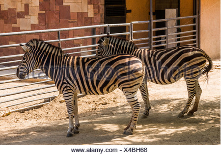 Chapman's zebras (Equus quagga chapmani) in a zoo, Barcelona Zoo, Barcelona, Catalonia, Spain