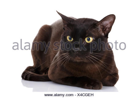 Brown Burmese Cat with Chocolate fur color and yellow eyes ...