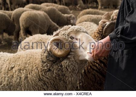 Pastor De Ovejas Merinas Dando De Comer A Los Mansos Astorga León Stock 