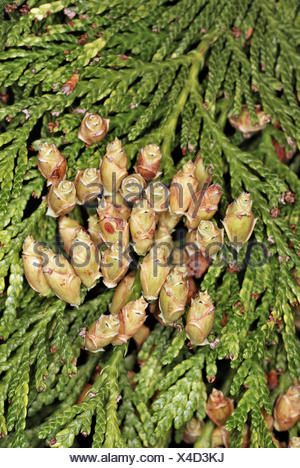 red cedar (Thuja plicata), cones at a branch Stock Photo - Alamy