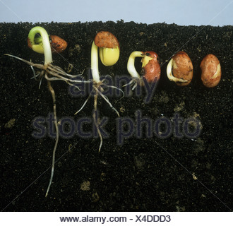 Beneath soil showing a series of stages with a green bean seed Stock ...