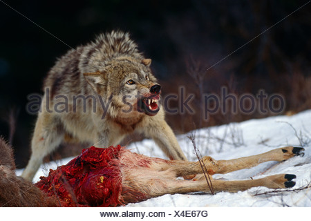 Download Grey Wolves Feeding on Deer Carcass in Winter. Captive Stock Photo - Alamy