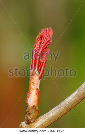 Sycamore Maple (Acer pseudoplatanus), leaf bud, North Rhine-Westphalia