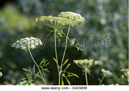 bullwort, toothpick ammi, Bishop's flower (Ammi majus), blooming