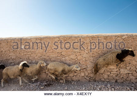 running sheep on hops