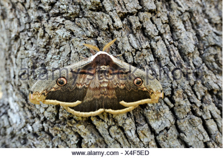 Night Peacock Eye (Saturnia), resting on tree bark