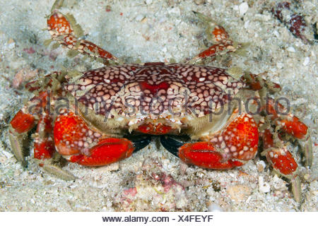 Red Round Crab, Etisus sp., Raja Ampat, West Papua, Indonesia Stock ...