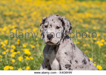 Great Dane, puppy, spotted Stock Photo - Alamy