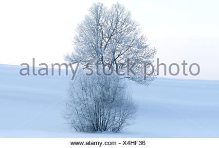 Winter scenery, tree, shrub, hoarfrost, morning light, winter, Germany, Bavaria, Upper Bavaria, broad-leaved tree, colour mood, white, blue, snow, frost, coldly, cold, nature, loneliness, ice, maturity, nobody, wintry, winter motif, freezes over, snow-covered, snow surface, scenery, winter morning, horizon, winter's day, silence, morning, atmospheric, season,