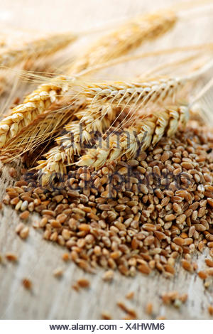 grain wheat kernels Stock Photo - Alamy