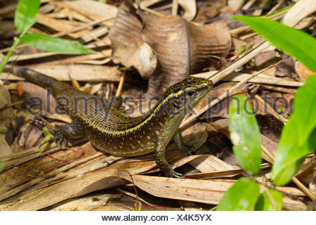 madagascar lizard girdled madagascariensis alamy plated antongil amongst nosy foliage bay