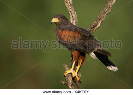 Harris Hawk (Parabuteo Unicinctus) Adult With Young In Nest On Stock ...