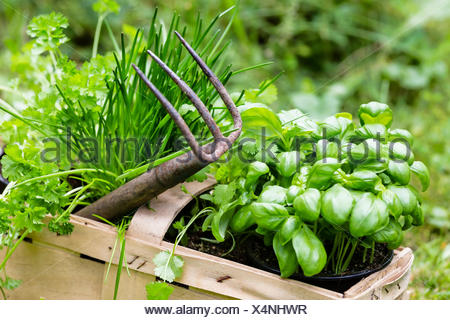 Basilikum Schnittlauch Und Korianer Im Garten Basil Chive And