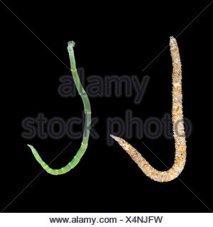 Owenia fusiformis Stock Photo 80395432 Alamy