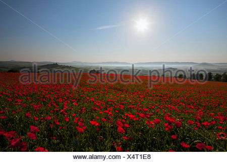 Italy, Tuscany, Crete, View of red poppy field at sunrise