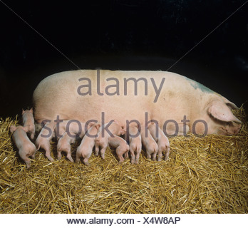 pig suckling sow large white landrace duroc Stock Photo - Alamy