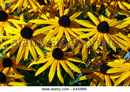 Cone Flower Cultivar Goldsturm Rudbeckia Fulgida Var Sullivantii Cultivar Goldsturm Stock Photo Alamy