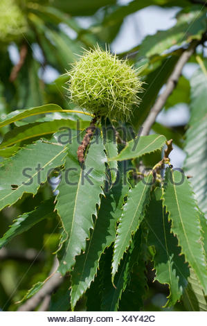 Marone, Esskastanie, unreife Fruechte am Baum, Castanea sativa, Sweet