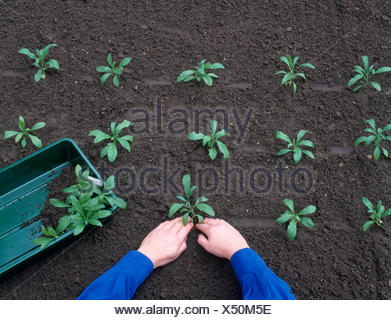 wallflower seedlings Stock Photo: 37579848 - Alamy