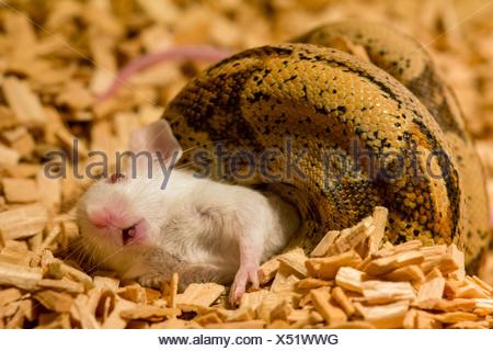 boa constrictor eating boa constrictor eating