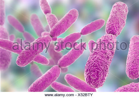 Klebsiella pneumoniae bacteria,computer illustration.K.pneumoniae are ...