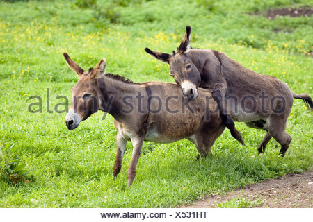 Donkeys, pair mating, Equus asinus, Germany Stock Photo - Alamy