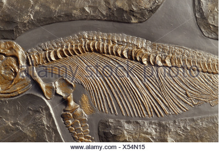 The ribs and spine of Ichthyosaur fossil Stenopterygius Stock Photo ...