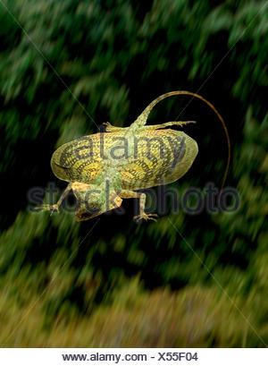Flying lizard {Draco volans} with outstretched wings in flight Stock ...