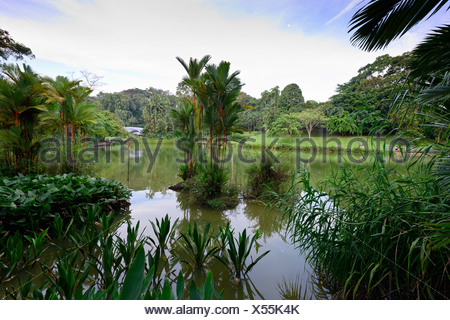 Tropical vegetation, Singapore Stock Photo: 75245055 - Alamy