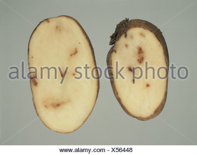 Internal rust spot evident in potato tuber cross section IRS is a Stock ...