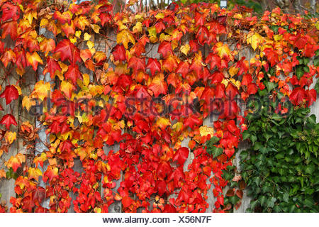 Wilder Wein auch Dreispitzige Jungfernrebe (Parthenocissus Stock Photo