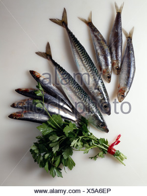 Fresh mackerel, sardines and anchovies Stock Photo: 39589352 - Alamy