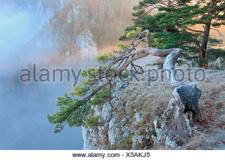 Kiefer, Pinus spec., Kalkfels, Kalkstein, Donautal, Naturpark Obere Donau, Baden-Wuerttemberg, Deutschland, Europa