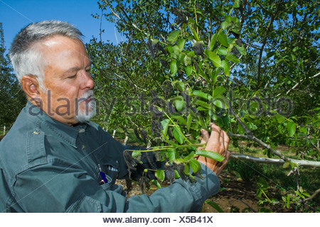 A walnut grower inspects the damage to his walnut tree caused by a heavy unusual Spring freeze / Los Molinos, California, USA.