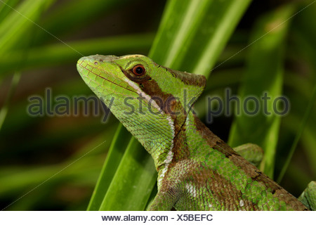 casque-headed iguana (Laemanctus serratus), portrait Stock Photo ...