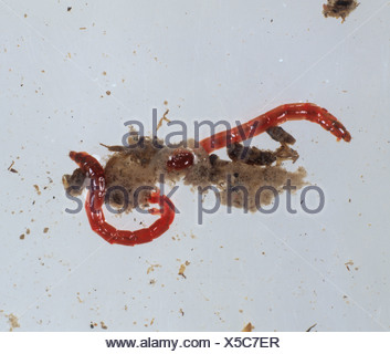 Blood-worm (Chironomus riparius) chironomid midge larvae in water Stock ...