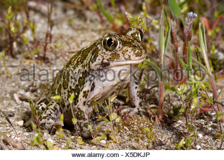 Eastern European spadefoot, Syrian spadefoot (Pelobates syriacus), sitting on sandy ground, Romania, Dobrudscha, Donaudelta, Donau-Delta, Vadu