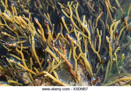 Bifurcaria brown seaweed (Bifurcaria bifurcata Stock Photo Alamy