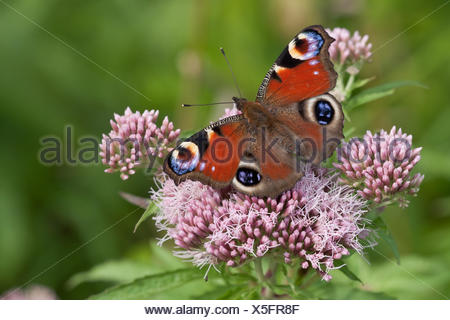 Peacock butterfly, European Peacock (Inachis io, Nymphalis io), on purple boneset, view from above, Germany, Schleswig-Holstein