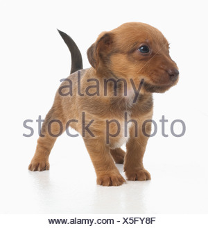 Jack Russell Lakeland Terrier cross, puppy, 5-week-old Stock Photo ...