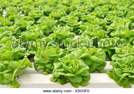 Commercial greenhouse soilless cultivation of vegetables