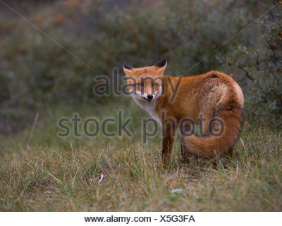 Red Fox Vulpes Vulpes Turning Around Germany Stock Photo