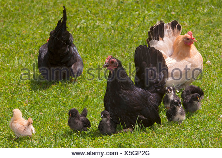 Domestic Chicken Japanese Bantam Chabo Gallus gallus domesticus cock ...