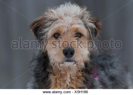 Bosnian Coarse-haired Hound Barak Mix Adult dog walking Austria Stock ...