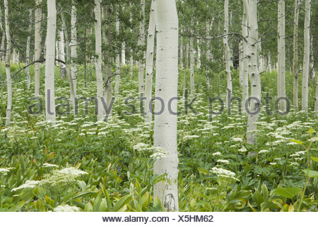 Grove of aspen trees with white bark and wild flowers growing in their shade
