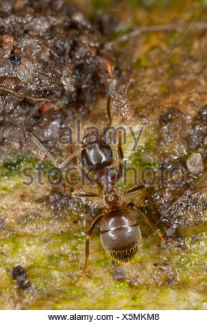 common black ant queens for sale