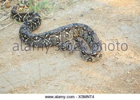 Green Anaconda, Eunectes murinus, Rio Formoso, Bonito, Mato Grosso do ...